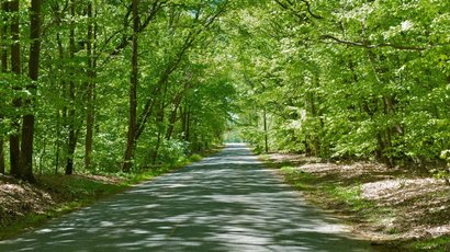 Na zdjęciu widać drogę biegnącą przez las, wokół drzewa.