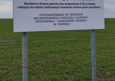 Wykonanie nasadzeń drzew miododajnych w pasie drogowym drogi powiatowej 3215G