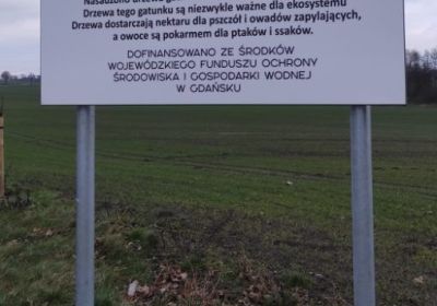Wykonanie nasadzeń kompensacyjnych drzew w pasie  drogowym drogi powiatowej 3142G